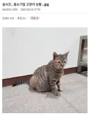 회사 밥을 먹으며 살아온 고양이의 행동