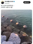 지금 부산 북항에 출몰중인 관종 상어 특