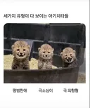 세가지 유형이 다 보이는 아기 치타들