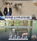 명절마다 유기견 폭증... 설•추석에 6천 마리 버렸다