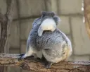 아기 코알라 엉덩이 (펌)