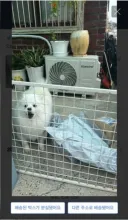 강아지 있는 집의 택배 배송 완료 사진