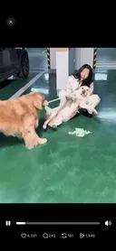 아 이거 진짜 ㅈㄴ 웃기다 골댕이 옷 친구 댕댕이한케 물려줬는데 산책하다 마주쳤대.jpg