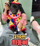 3일 뒤에 죽는 삐에로