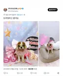 우리집 개 트리밍 했어요🥰🥰🥰