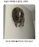 오늘도 이해할 수 없다는 고양이