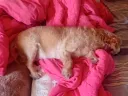 우리집 댕댕이 기묘한 자세로 자주 누움