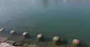 팬서비스 개쩌는 상어.gif