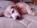 우리집 댕댕이 자는사진 찍음