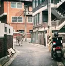 늑구와 상구 이전 최고의 동물 스타