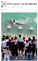 부산 북항 새끼상어 목격설