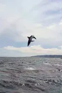 북항 상어가 무태 상어(흑상어)라서 다행인 이유