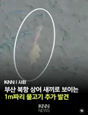 부산 북항 상어 새끼로 보이는 1m짜리 물고기 추가 발견