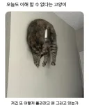 이해할 수 없다는 고양이