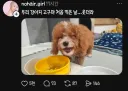 우리 강아지 고구마 처음 먹은 날...웃더라