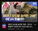 너구리 최신 근황