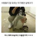 사람들은 잘 모르는 아기펭귄 실제 크기.jpg
