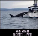 범고래가 사람을 공격하는 사례가 부쩍 늘어난 이유