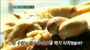 세종대왕님이 좋아했던 요리