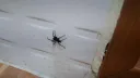 약혐) 거미 친구가 찾아왔어요!