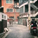 대한민국 3대 동물.jpg
