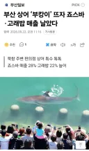 부산 북항 상어 때문에 죠스바,고래밥 매출까지 늘어