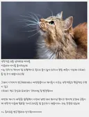 미국 연구결과 특이한거 있는게 고양이가 여자랑 게이를 좋아한단거