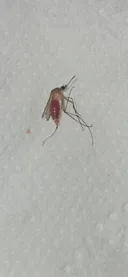 약혐) 시벌련 존나 빵빵하네