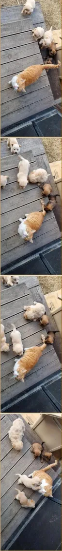 여기는 캣리건. 엄청난 수의 강아지가 몰려들고 있다. 즉시 구조를 요청한다.