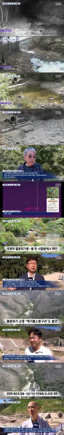 불에 탔던 고운사숲 1년, 자연복원에 멸종위기종들 다시 찾아옴...