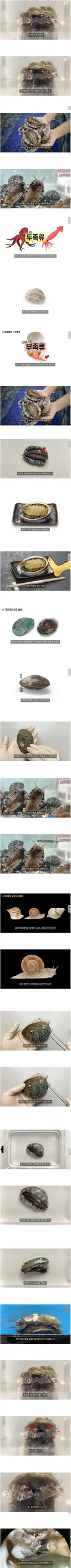 알고보면 조개가 아니라 달팽이랑 가까운 전복