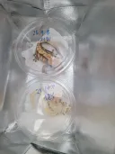 어쩌다보니 5박6일로 바뀌는 바람에 도마뱀 호텔링 맡기러 감