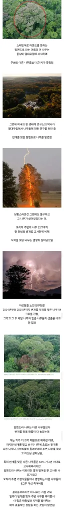 번개가 직격해도 살아남는 나무의 생존 비결.jpg