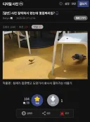 새 사진을 찍은 디시인
