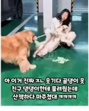 댕댕이 옷 다른 댕댕이에게 줬는데 산책 중 마주침