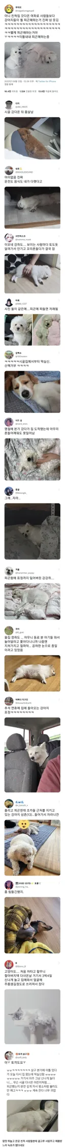 곧 추석날 댕댕이들이 겪게 될 운명