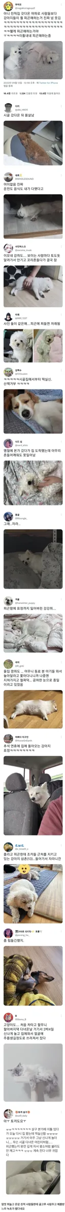 추석날 애완동물들이 겪게 될 운명