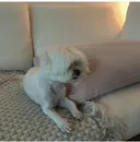 공유컷,원빈컷,최양락컷,강철부대컷 등 아이비의 강아지 셀프미용과 송승헌견 입양.jpg