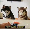 동물에게도 관찰되는 수컷 암컷 차이