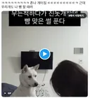 우는척 하는 주인 뺨때리는 진돗개
