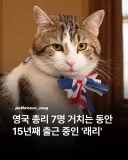 영국 총리 7명 거치는 동안 15년째 출근중인 고양이...