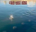 부산 상어에게 투척 테러하는 인간들