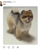 스레드 강아지 물에 얼음 넣어줬더니