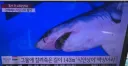 그래도 부산에 나타난 상어는 조그만해서 다행이긴함.JPG