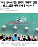 북항 상어에 생닭 던지지 마세요 전문가 경고news