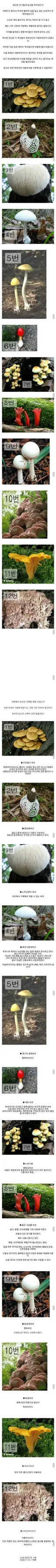 식용버섯 vs 독버섯 테스트.jpg