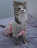 다이소 한복 후기