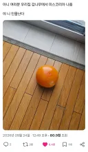 우리집 감나무에서 미스코리아 나옴.x