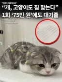 개, 고양이도 한약먹고 침술, 뜸 맞는 시대...
