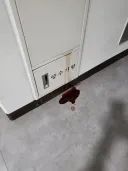 추석 명절 양수기함에서 흘러내리는 핏물.jpg